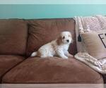 Small #5 Aussie-Poo