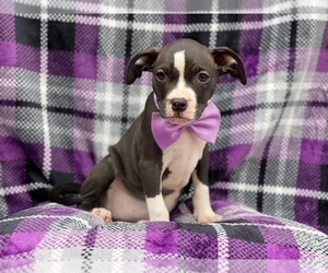 American Staffordshire Terrier Puppy for sale in LAKELAND, FL, USA