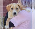 Small Photo #4 Golden Retriever-Unknown Mix Puppy For Sale in Huntley, IL, USA