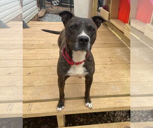 Mutt Dogs for adoption in Greenville, SC, USA