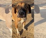 Small #12 Beagle-Mountain Cur Mix
