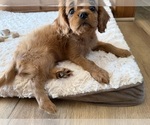 Small #2 Cavalier King Charles Spaniel