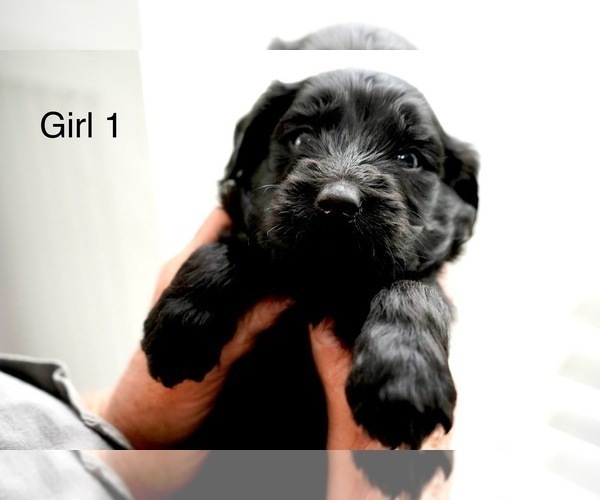 Medium Photo #18 Goldendoodle Puppy For Sale in CARTHAGE, TN, USA