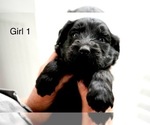 Small #17 Goldendoodle