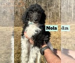 Puppy Nola Poodle (Standard)