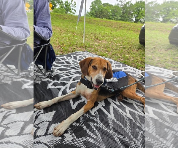 Medium Photo #9 Mutt Puppy For Sale in Rustburg, VA, USA