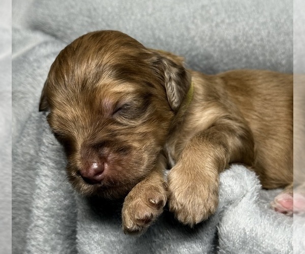 Medium Photo #2 Goldendoodle Puppy For Sale in HOWARD CITY, MI, USA