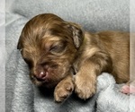 Small Photo #7 Goldendoodle Puppy For Sale in HOWARD CITY, MI, USA