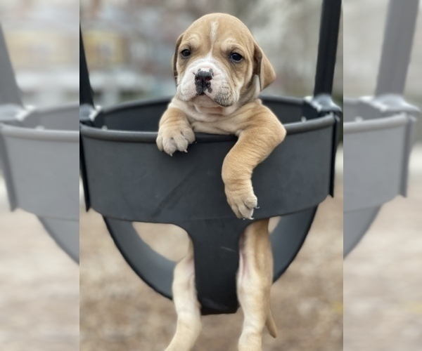 Medium Photo #19 American Pit Bull Terrier Puppy For Sale in TRENTON, NJ, USA