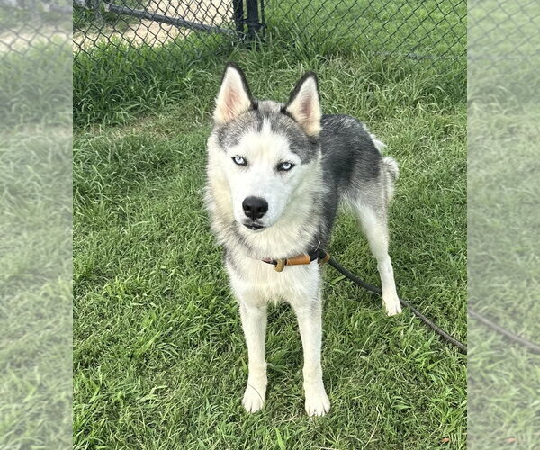Medium Photo #4 Siberian Husky Puppy For Sale in Evansville, IN, USA