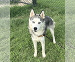 Small #3 Siberian Husky