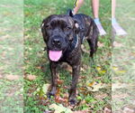 Small American Staffordshire Terrier-Boxer Mix