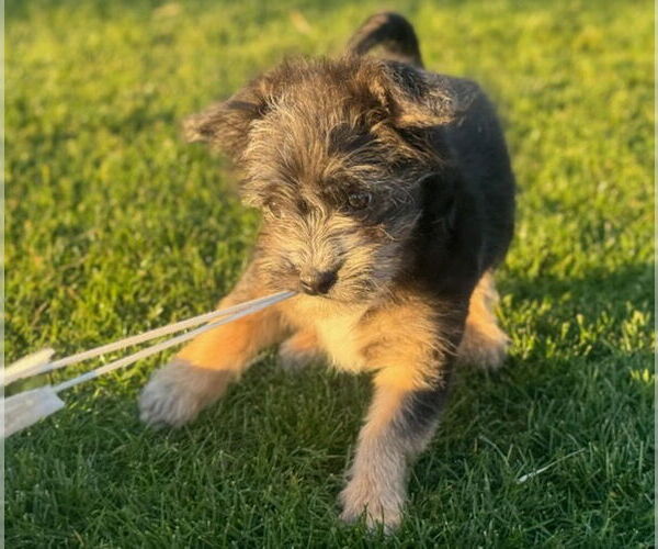 Medium Photo #4 Shih Tzu-Unknown Mix Puppy For Sale in Santa Clarita, CA, USA