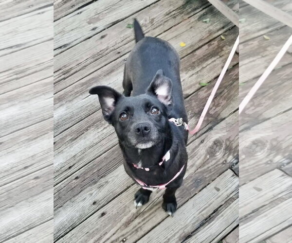 Medium Photo #1 Dachshund-Unknown Mix Puppy For Sale in Mount Laurel, NJ, USA