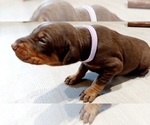 Small Photo #8 Doberman Pinscher Puppy For Sale in KEMPNER, TX, USA