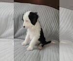Small Photo #5 Sheepadoodle Puppy For Sale in TAYLOR, MI, USA