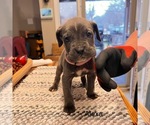Puppy Alexa Cane Corso
