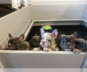 French Bulldog Puppy for Sale in CHANDLER, Arizona USA