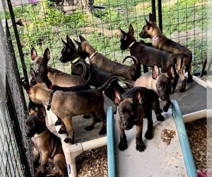 Belgian Malinois Litter for sale in BROOKSVILLE, FL, USA