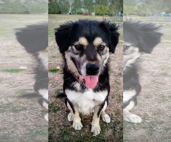 Medium Photo #3 Australian Shepherd-Unknown Mix Puppy For Sale in Apple Valley, CA, USA