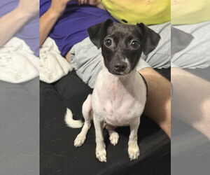 Jack Chi Dogs for adoption in Holly Springs, NC, USA