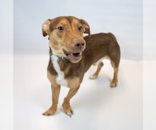 Medium Photo #3 Dachshund-Unknown Mix Puppy For Sale in Kennesaw, GA, USA