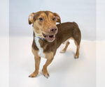 Small #2 Dachshund Mix