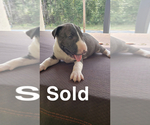 Small Photo #1 Bull Terrier Puppy For Sale in TALBOTTON, GA, USA