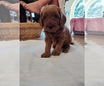 Small Photo #6 Goldendoodle (Miniature) Puppy For Sale in GLENN, CA, USA