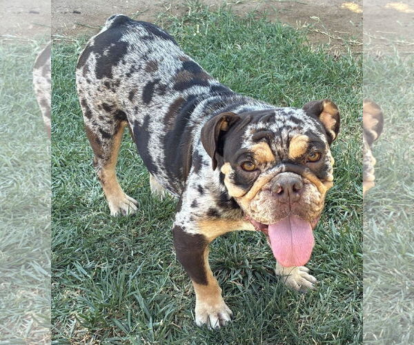 Medium Photo #1 Bulldog Puppy For Sale in Hesperia, CA, USA