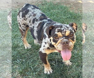 Bulldog Dogs for adoption in Hesperia, CA, USA