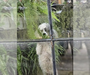 Poodle (Toy) Litter for sale in EVANSVILLE, IN, USA