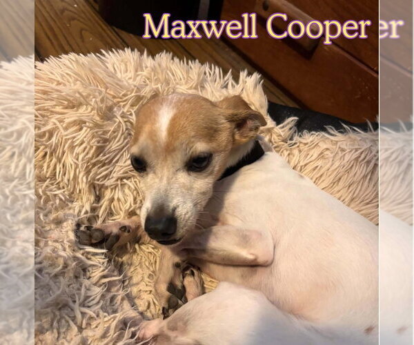 Medium Photo #9 Chiweenie Puppy For Sale in San Antonio, TX, USA