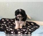 Small #5 Havanese