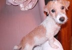 Small Photo #1 Jack Russell Terrier Puppy For Sale in AIKEN, SC, USA
