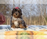 Small #29 ShihPoo
