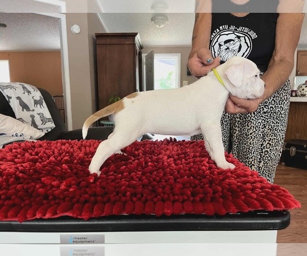 Medium Photo #11 American Staffordshire Terrier Puppy For Sale in BROOKSVILLE, FL, USA