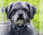Small #5 Shih Tzu