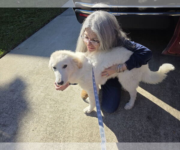 Medium Photo #10 Great Pyrenees-Unknown Mix Puppy For Sale in Houston, TX, USA