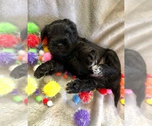 Schnauzer (Miniature) Puppy for sale in FLOYD, VA, USA