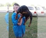 Small Photo #12 Rottweiler Puppy For Sale in PINE KNOT, KY, USA