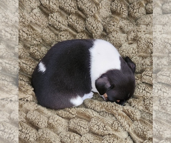 Medium Photo #4 Chihuahua Puppy For Sale in RUSTBURG, VA, USA