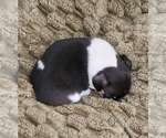 Small #3 Chihuahua