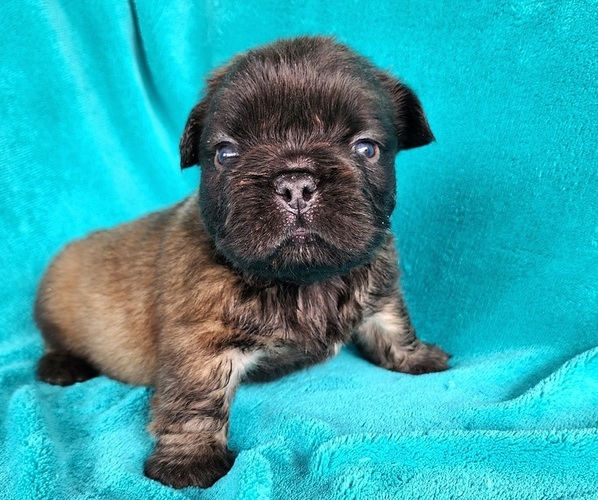 Medium Photo #4 French Bulldog Puppy For Sale in LAS VEGAS, NV, USA