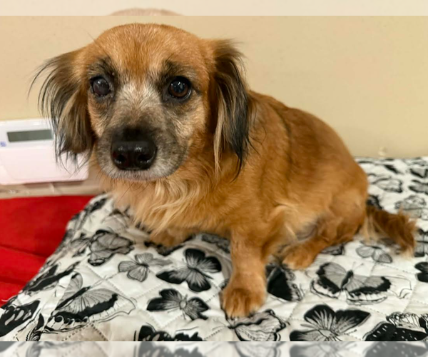 Medium Photo #1 Chihuahua-Unknown Mix Puppy For Sale in Cranston, RI, USA