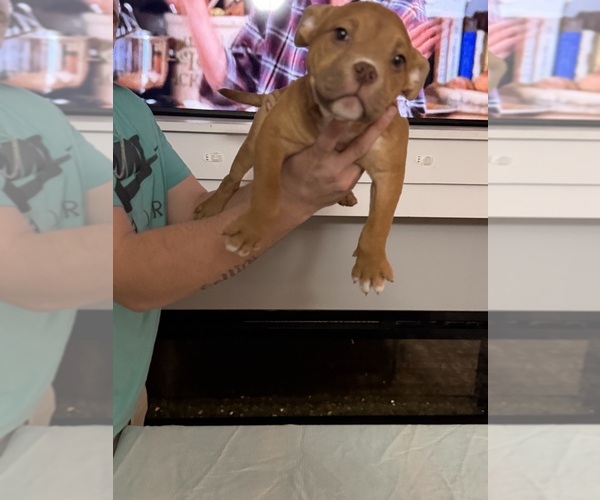 Medium Photo #12 American Bully Puppy For Sale in SAINT JOSEPH, MO, USA