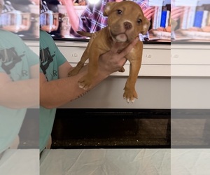 Medium American Bully