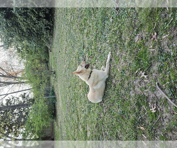 Medium Photo #7 - Mix Puppy For Sale in Winston Salem, NC, USA