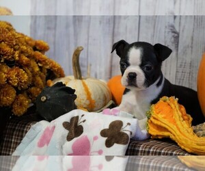 Boston Terrier Puppy for sale in FREDERICKSBG, OH, USA