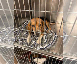 Beagle Dogs for adoption in Rockaway, NJ, USA